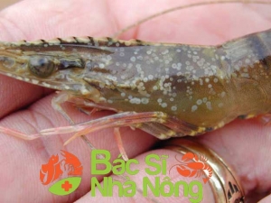 Làm thế nào để điều trị bệnh đốm trắng ở tôm