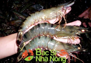 Nguyên nhân – triệu chứng và cách điều trị bệnh đục cơ ở tôm sú