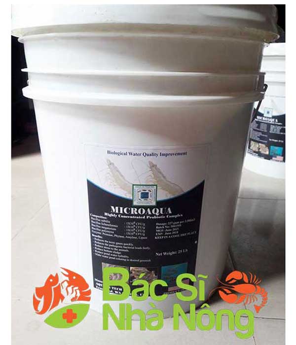 men-vi-sinh-xu-ly-day