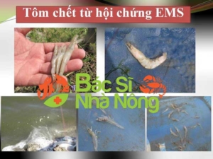 Nguyên Nhân Và Cách Điều Trị Tôm Chết Sớm, Chết Hàng Loạt – EMS