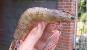 Nguyên nhân, cách phòng và trị Bệnh đốm đen trên vỏ tôm