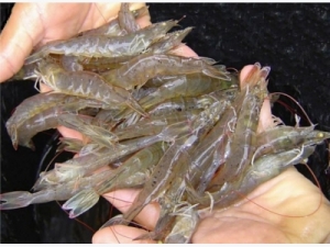 Nguyên nhân, cách phòng và trị bệnh vỏ tôm bị mòn kitin