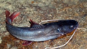 Các triệu chứng – cách phòng và điều trị bệnh nấm thủy mi trên cá lồng bè