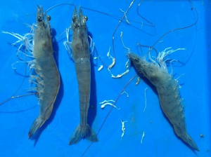 Nguyên nhân – cách điều trị và phòng bệnh phân trắng ở tôm sú