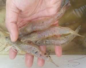 Nguyên nhân – cách phòng và điều trị bệnh phồng đuôi trên tôm