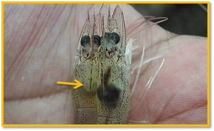 Nguyên nhân – triệu chứng và cách điều trị bệnh hoại tử gan tụy ở tôm