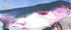 Triệu chứng – Cách phòng và điều trị bênh hoại tử da trên cá da trơn