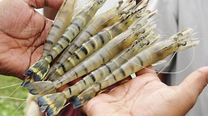 Chất khoáng cho tôm và biện pháp tăng độ khoáng trong ao