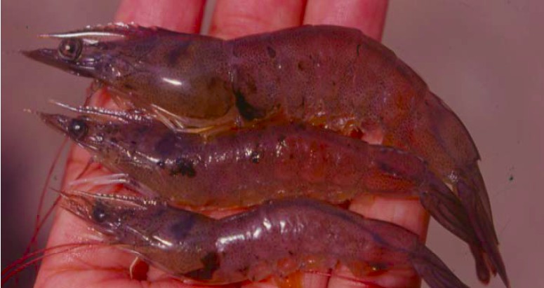 Các nguyên nhân khiến điều trị bệnh tôm kém hiệu quả