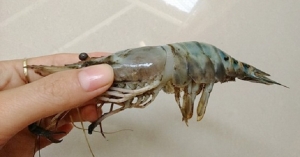 Nguyên nhân – các phòng chống và điều trị hiện tượng đóng rong trên tôm