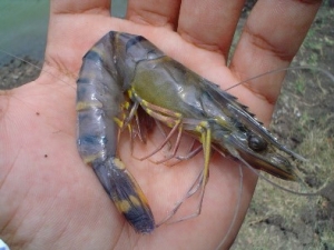 Nguyên nhân – triệu chứng – cách phòng và trị bệnh mềm vỏ ở tôm