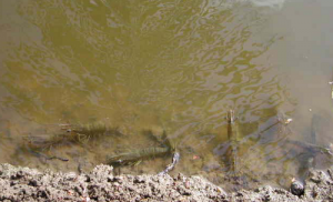 Hiện tượng Tôm kéo đàn và những chú ý cần biết