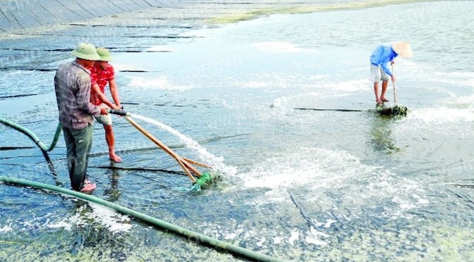 Những lưu ý khi nuôi tôm lót bạt nền đáy để nâng cao hiệu quả