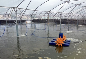 Tác động của chất thải trong ao nuôi tôm