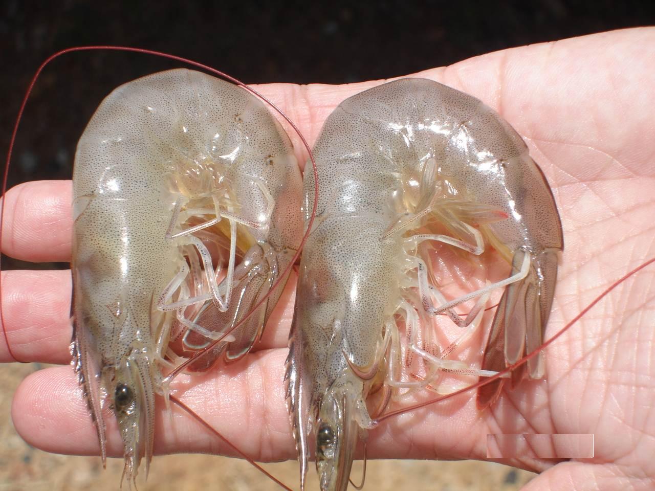 Thiếu hụt dinh dưỡng cho tôm và hậu quả khôn lường