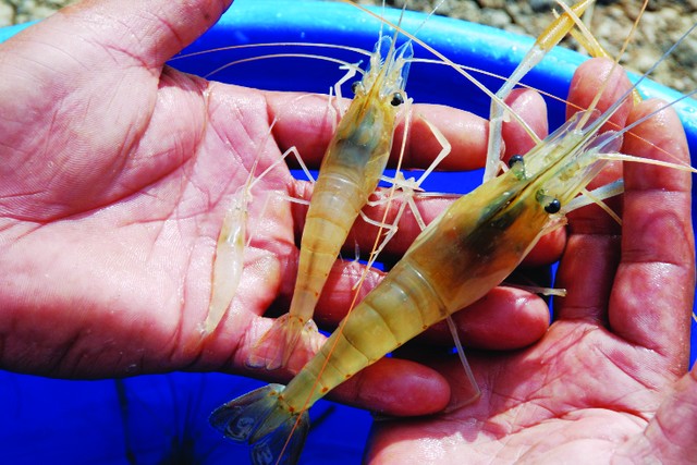 Làm sao để nuôi tôm nước mặn trong ao nước ngọt thành công