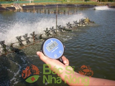 Nước ao tôm bị pH thấp, và đây là cách xử lý