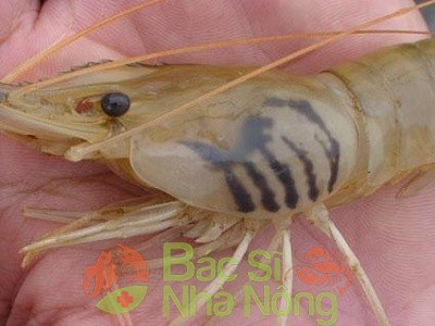 Bệnh đen mang ở tôm có nguy hiểm không và cách trị