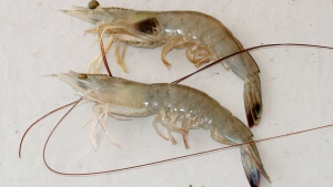 Nguyên nhân bệnh đen mang tôm