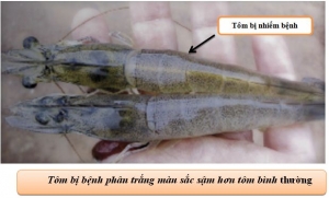 Bệnh phân trắng trên tôm nguyên nhân và cách điều trị