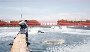 Xử lý môi trường ao nuôi có cần thiết không?