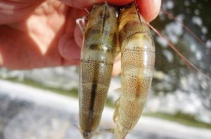 Bệnh gan trên tôm thẻ chân trắng phải làm sao?