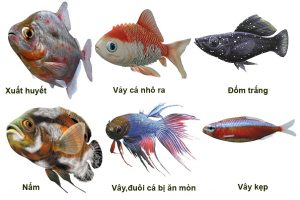 Dấu hiệu nhận biết bệnh trên cá – Cẩm nang nhà nông