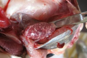 Đặc trị gan thận mủ trên cá tra và những kiến thức bà con nên biết