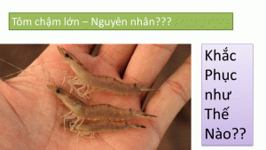Làm cách nào để tôm cá lớn nhanh? Làm bạn cùng nhà nông