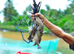 Sử dụng men vi sinh cho ao nuôi có cần thiết không?