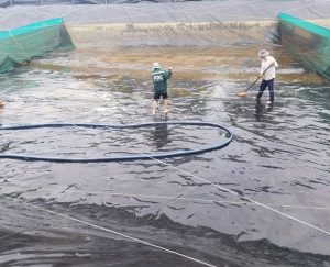 Biện pháp cải tạo và xử lý ao nuôi trước khi thả tôm rất quan trọng