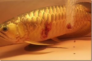 Cá bị rách vây, xuất huyết phải làm sao? Kiến thức nuôi trồng thủy sản