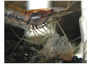 Chia sẻ cách kích thích tôm lột vỏ đến bà con chăn nuôi tôm