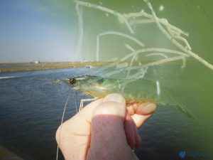 Kháng sinh nào chuyên trị chủng khuẩn Vibrio spp trên tôm?