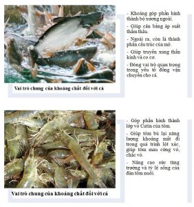 Khoáng cho ăn và những công dụng trong nuôi trồng thủy sản – Kiến thức nhà nông