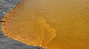 Men vi sinh hạ phèn là gì và có công dụng như thế nào với ao nuôi?