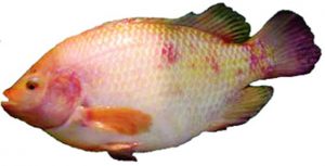 Điều trị các bệnh nhiễm trùng do vi khuẩn Aeromonas và Edwardsiel bằng cách nào?